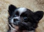 Prachtige gezonde Pomchi,s  mogen verhuizen., Dieren en Toebehoren, Honden | Chihuahua's en Gezelschapshonden, Overige rassen