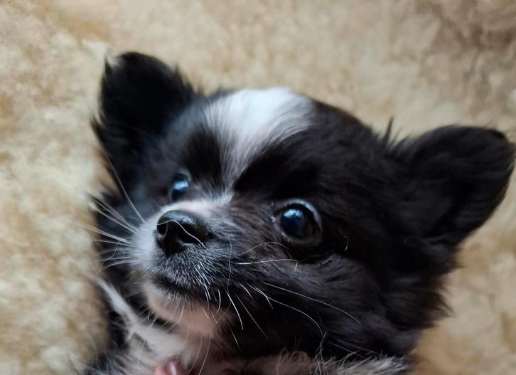 Prachtige gezonde Pomchi,s  mogen verhuizen., Dieren en Toebehoren, Honden | Chihuahua's en Gezelschapshonden, Meerdere dieren