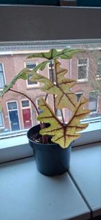 Alocasia Jacklyn, Ophalen of Verzenden, Halfschaduw, Minder dan 100 cm