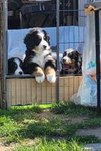 bernersennen pups met stamboom, Ophalen, Nieuw