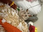 Hamster inclusief kooi, Dieren en Toebehoren, Ophalen, Kooi, 60 tot 90 cm, Zo goed als nieuw