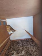 Gloster kanarie., Dieren en Toebehoren, Mannelijk, Postuurkanarie
