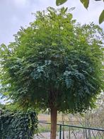 Acacia boom, bol vorm, Tuin en Terras, Planten | Bomen, Ophalen, Volle zon