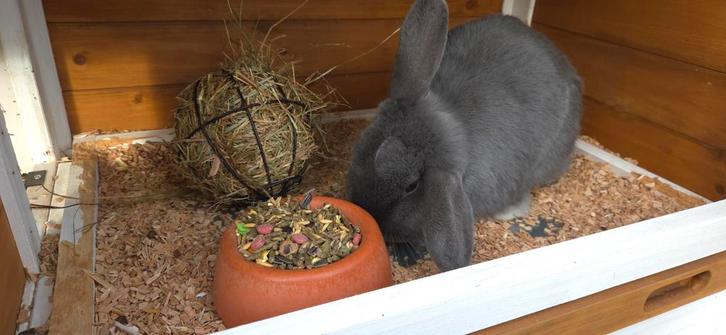 Tam Konijn te koop, Dieren en Toebehoren, Konijnen, Klein, Geslacht onbekend, 0 tot 2 jaar