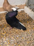 Mokee duiven, Meerdere dieren, Overige soorten