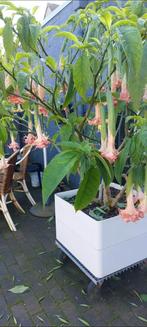 Brugmansia Thea' s Liebling, Tuin en Terras, Ophalen of Verzenden, Zomer, Overige soorten, Volle zon