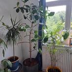 Autograph Grote plant Te koop, Ophalen, In pot, Volle zon, Overige soorten