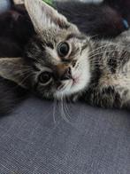 Hele mooie kittens Cyperse met Siamees, Dieren en Toebehoren, Katten en Kittens | Raskatten | Korthaar, Ontwormd