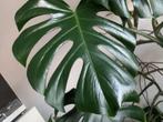 Monstera Gatenplant Blad, Groene kamerplant, Ophalen, Overige soorten, Minder dan 100 cm