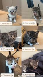 Lieve kittens klaar voor een nieuw huisje!, Dieren en Toebehoren, Meerdere dieren, Kortharig, 0 tot 2 jaar
