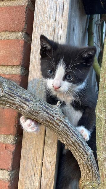 Prachtige kittens zwart-wit  beschikbaar voor biedingen