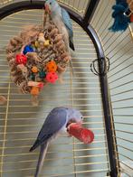 2 halsbandparkieten violet wkws pop en blauwe wkws man, Dieren en Toebehoren, Vogels | Parkieten en Papegaaien, Meerdere dieren