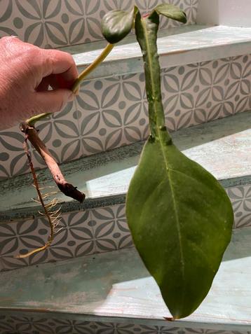 Philodendron JOEPII cutting rooted beschikbaar voor biedingen