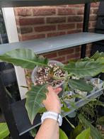 Philodendron Narrow, Huis en Inrichting, Ophalen of Verzenden, Overige soorten, Minder dan 100 cm