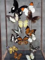 Vierkante hoge stolp met opgezette vlinders, Ophalen of Verzenden, Zo goed als nieuw, Insect, Opgezet dier