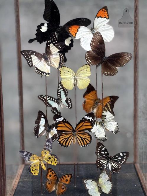 Vierkante hoge stolp met opgezette vlinders, Verzamelen, Dierenverzamelingen, Zo goed als nieuw, Opgezet dier, Insect, Ophalen of Verzenden