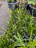 Carex Evergreen, Tuin en Terras, Planten | Tuinplanten, Ophalen