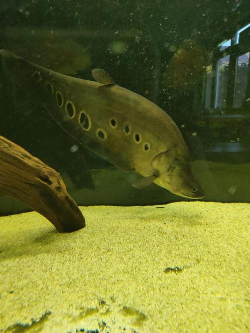 Compleet roofvissen bestand (grote vissen), Dieren en Toebehoren, Vissen | Aquariumvissen, Vis