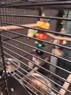 Halsbandparkiet met kooi, Dieren en Toebehoren