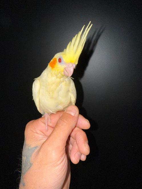 Super lieve tamme valkparkiet 10’weken oud incl garantie, Dieren en Toebehoren, Vogels | Parkieten en Papegaaien, Papegaai, Mannelijk
