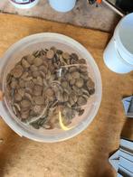 Algen wafels te koop, Ophalen of Verzenden