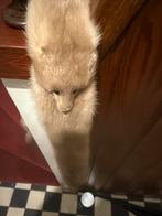 Nertsen sjaal, Ophalen of Verzenden