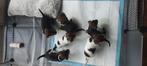 Mooie Jack Russell pups, Dieren en Toebehoren, Honden | Jack Russells en Terriërs, Jack Russell Terriër, Meerdere, Meerdere dieren