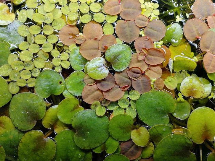 Rode drijfplant voor in het aquarium, Dieren en Toebehoren, Vissen | Aquaria en Toebehoren, Ophalen
