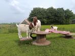 Twee prachtige Nederlandse Boergeit hamels, Dieren en Toebehoren, Schapen, Geiten en Varkens, Mannelijk, Geit