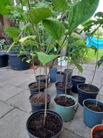 Pindakaas boom, Catalpa, Albizia, Tuin en Terras, Planten | Tuinplanten, Volle zon, Vaste plant, Zomer, Ophalen