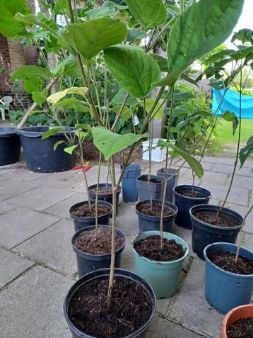 Pindakaas boom, Catalpa, Albizia beschikbaar voor biedingen