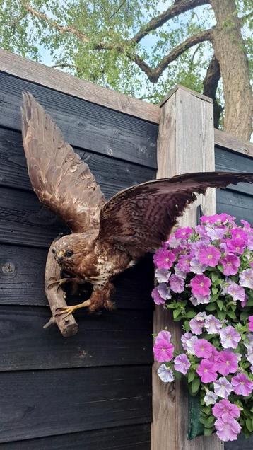 Prachtige opgezette Buizerd Nieuwstaat! beschikbaar voor biedingen