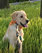 Golden Retriever, blond, 5 maanden,, Dieren en Toebehoren, Golden retriever, 15 weken tot 1 jaar, Reu, CDV (hondenziekte)