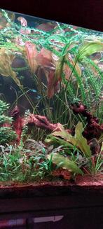 Echinodorus 'Rose'. Zeer grote moederplant., Ophalen, Plant(en), Steen of Hout