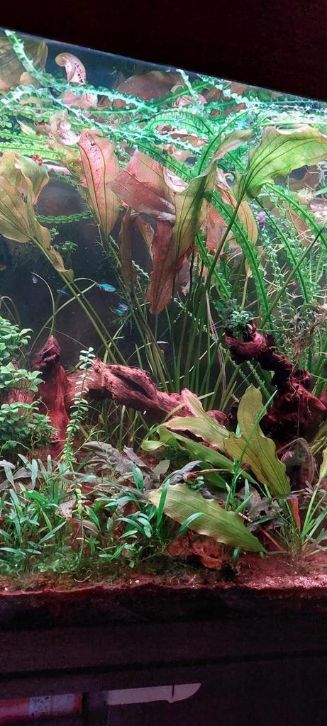 Echinodorus 'Rose'. Zeer grote moederplant., Dieren en Toebehoren, Vissen | Aquaria en Toebehoren, Plant(en), Steen of Hout, Ophalen