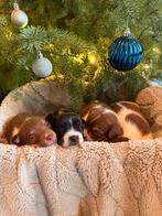 Boerenfox puppy’s, CDV (hondenziekte), 8 tot 15 weken, Meerdere, Meerdere dieren