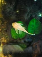 Albino ancistrus, Vis