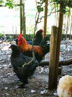 Marans haan, Dieren en Toebehoren, Mannelijk, Kip