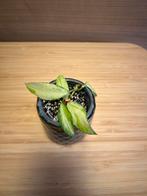 Hoya walliniana inner variegata, Ophalen of Verzenden, Halfschaduw, Minder dan 100 cm