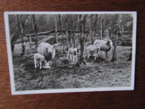 Lunteren - Vakantoord van de Algemene Bond Mercurius ?, Verzamelen, Ansichtkaarten | Nederland, Gelopen, Gelderland, 1960 tot 1980