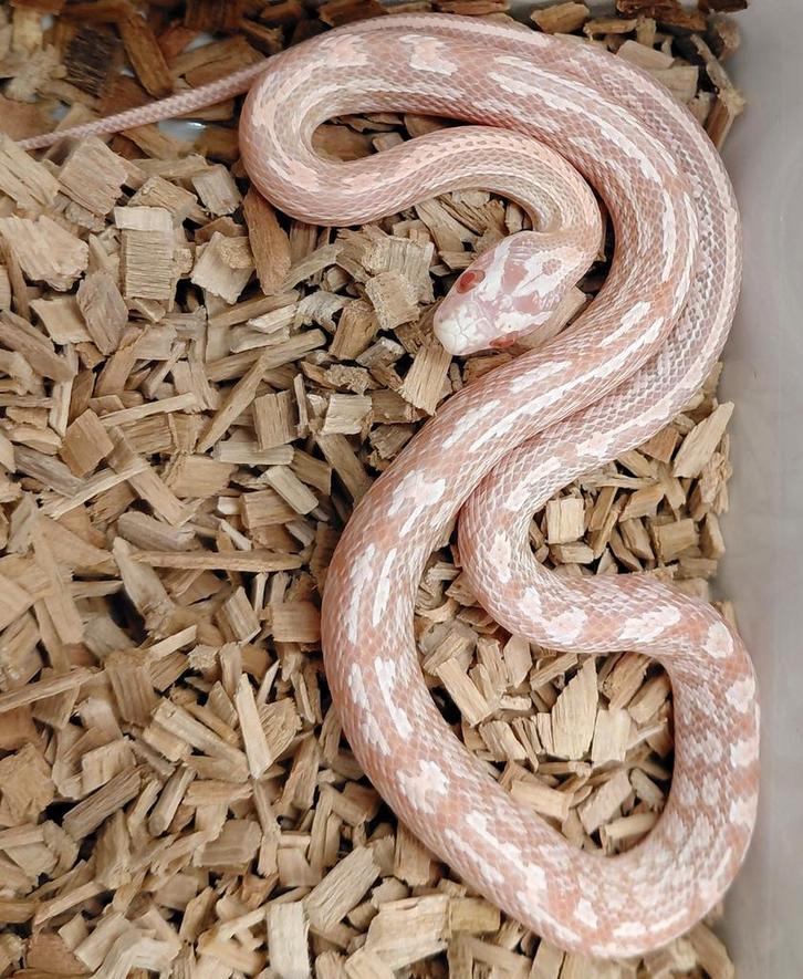 Korenslang red factor snow hom/het hypo vrouw