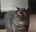 Britse korthaar kater 6 maanden, Dieren en Toebehoren, Katten en Kittens | Raskatten | Korthaar, Kater, Ontwormd, 0 tot 2 jaar