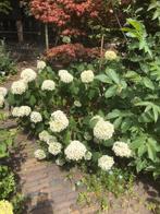 Annabelle sneeuwbal hortensia, Ophalen of Verzenden, Zomer, Overige soorten, Halfschaduw