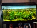 Aquarium met spullen te koop, Ophalen, Gebruikt, Gevuld zoetwateraquarium