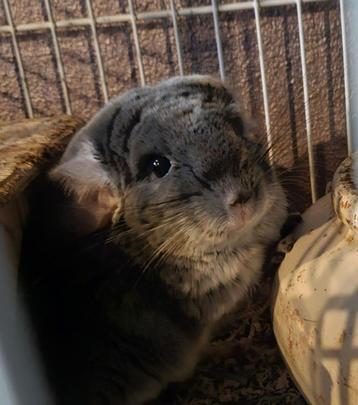 Huisje gezocht voor chinchilla.  beschikbaar voor biedingen