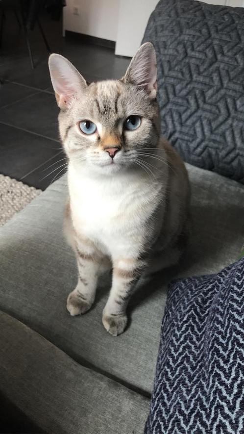 VERMIST! Billie, Dieren en Toebehoren, Vermiste en Gevonden Dieren, Kat
