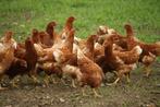 Prachtige witte en bruine leghennen en Marans hennen, Dieren en Toebehoren, Pluimvee, Vrouwelijk, Kip