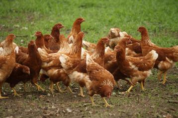 Prachtige witte en bruine leghennen en Marans hennen beschikbaar voor biedingen