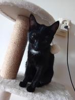Poes zoekt nieuw thuis, Dieren en Toebehoren, Katten en Kittens | Overige Katten, Poes