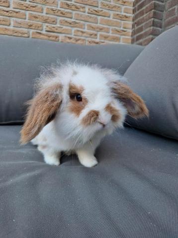 Dwerghangoor konijn (rammetje) beschikbaar voor biedingen
